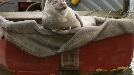 Un phoque gris se repose dans un bateau de p&ecirc;che &agrave; Fremington (Royaume-Uni), le 12 f&eacute;vrier 2015. (ROB CROSS / SOLENT NEWS / SIPA)