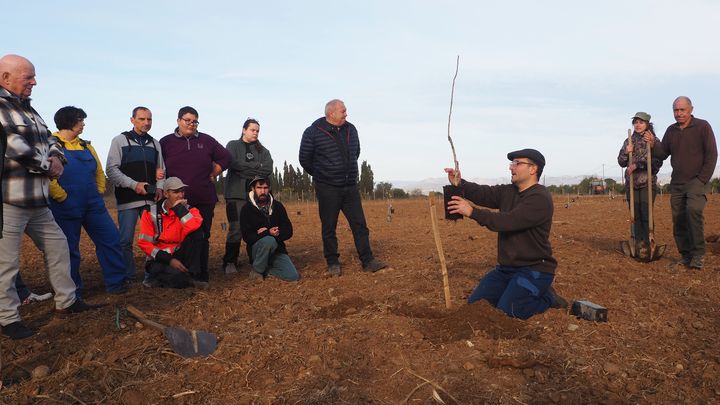 Des pistachiers, peu gourmands en eau, sont plantés sur un terrain en friche à Claira (Pyrénées-Orientales), le 8 février 2024. (PAOLO PHILIPPE / FRANCEINFO)