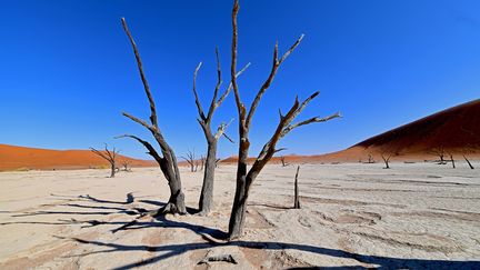 La végétation de cette cuvette s'était développée après les crues de la rivière Tsauchab dues aux pluies abondantes. Mais au fil des siècles, le climat a changé. Le vent a charrié des tonnes de sable empêchant la rivière d'irriguer suffisamment cette région. (MATTHIAS TOEDT / DPA-ZENTRALBILD / DPA PICTURE-ALLIANCE)