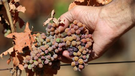 Des raisins séchés après la canicule de 2018.&nbsp; (VANESSA MEYER / MAXPPP)