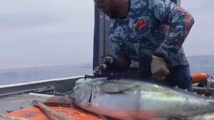 Guadeloupe : à la découverte du thon à ailes jaunes, de la pêche à l'assiette