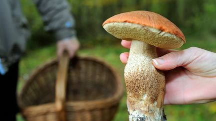 Un cèpe de Bordeaux cueilli dans les bois de Clairmarais (Pas-de-Calais), le 20 octobre 2012. (PHILIPPE HUGUEN / AFP)