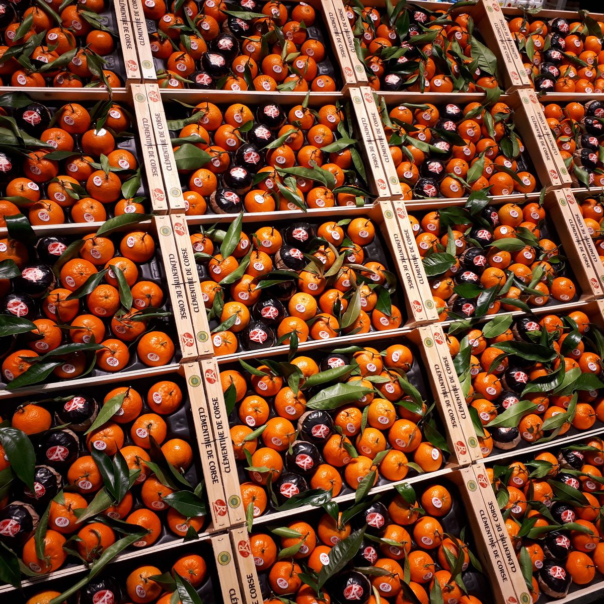 La clémentine : tout savoir sur ce fruit proche de la mandarine