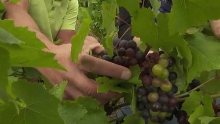 Vin : de mauvaises vendanges à cause du gel et du mildiou