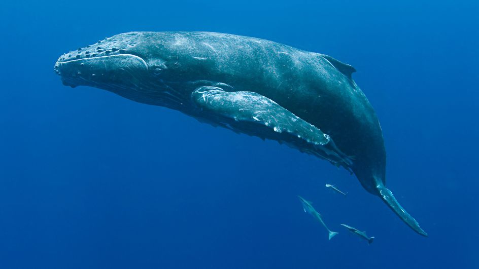 La Plupart Des Groupes De Baleines à Bosse Ne Sont Plus En Danger D ...