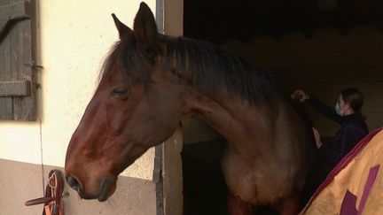 Sport : le boom de l'équitation (France 2)