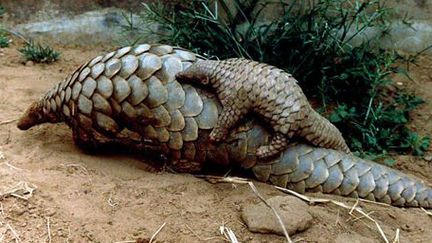 Un bébé pangolin sur le dos de sa mère dans un zoo de Bhubaneshwar (est de l'Inde) le 22 février 2001.