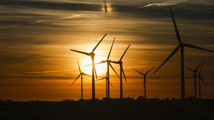 Un champ d'éoliennes à Hattstedt, en Allemagne, le 15 octobre 2024. (FRANK MOLTER / DPA / AFP)