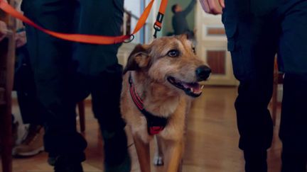 Cinéma : "Le procès du chien", une comédie loufoque avec un chien à la barre