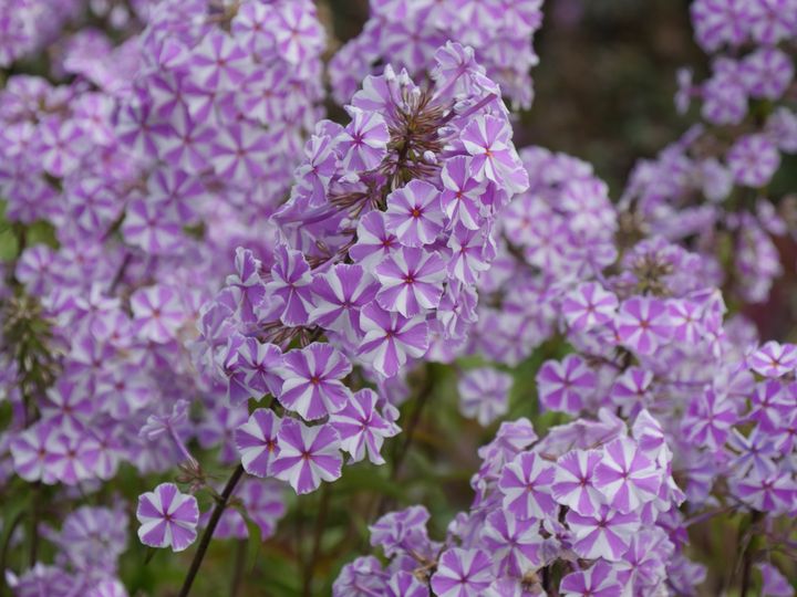 Phlox paniculata 'Natacha'. (ISABELLE MORAND / RADIO FRANCE)