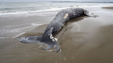 Une baleine grise échouée sur le rivage de Limantour Beach à Pobint Reyes National Seashore en Californie, le 24 mai 2019. (JOHN G. MABANGLO / EPA / MAXPPP)