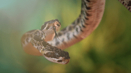 On pourrait le croire sorti tout droit d’un film d’horreur. Pourtant, il est bien réel. En Virginie, un serpent à deux têtes à été observé.