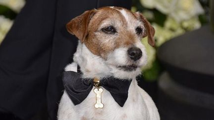 Uggie, le chien de The Artist, aux Oscars (26 février 2012)
 (Joe Klamar / AFP)