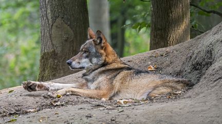 Un loup devant sa tanière, le 23 septembre 2020. (MAXPPP)