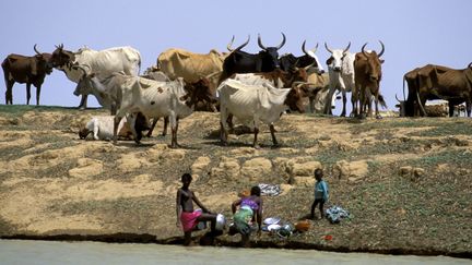 Des femmes peules gardent des vaches, près de Mopti (Mali), le 12 août 2018. (PHILIPPE ROY / AFP)