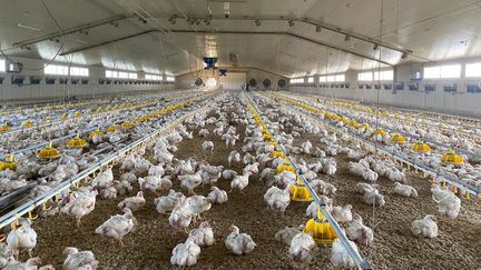 L'élevage de volailles de la famille Choquet, à Trédion (Morbihan). (LAURIANE DELANOË / RADIO FRANCE)