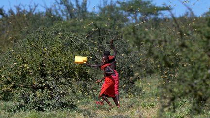 Des jeunes filles au milieu des criquets, au Kenya, le 21 janvier 2020. (TONY KARUMBA / AFP)