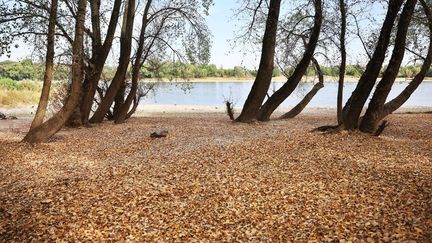 Avec la sécheresse et le manque d'eau, de nombreux arbres ont d'ores et déjà perdu leurs feuilles&nbsp;durant l'été. (OLIVER BERG / DPA / DPA PICTURE-ALLIANCE VIA AFP)