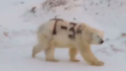 Capture écran de la vidéo d'un ours polaire marchant en Russie, prise par WWF Russie. (SERGUEÎ KAVRY)