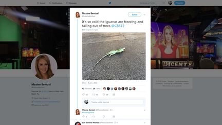 Le tweet d'une journaliste montrant un iguane paralysé par le froid en Floride, le 4 janvier 2018. (MAXINEBENTZEL / TWITTER)