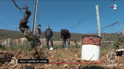 Dans agriculteurs en Saône-et-Loire. (France 2)