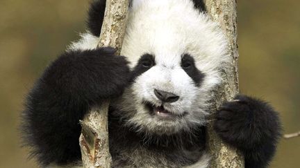 Un jeune panda apprend &agrave; grimper aux arbres au&nbsp;Centre de recherche sur le panda g&eacute;ant de Chengdu (Chine), le 15 janvier 2014. (ANDY ROUSE / REX / SIPA)