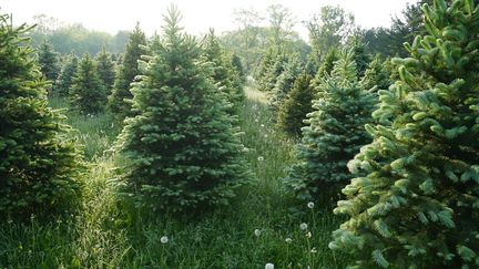 La sapin naturel a un meilleur bilan carbone que le sapin artificiel. (DOUGLAS SACHA / MOMENT RF)