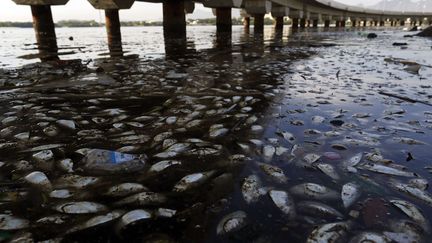 Des centaines de cadavres de poissons flottent dans l'eau de la baie de Guanabara &agrave; Rio (Br&eacute;sil).&nbsp; (LEO CORREA / AP / SIPA )