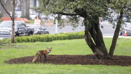 Un renard près du Capitole, à Washington (Etats-Unis), le 5 avril 2022. (KEVIN DIETSCH / GETTY IMAGES NORTH AMERICA / AFP)