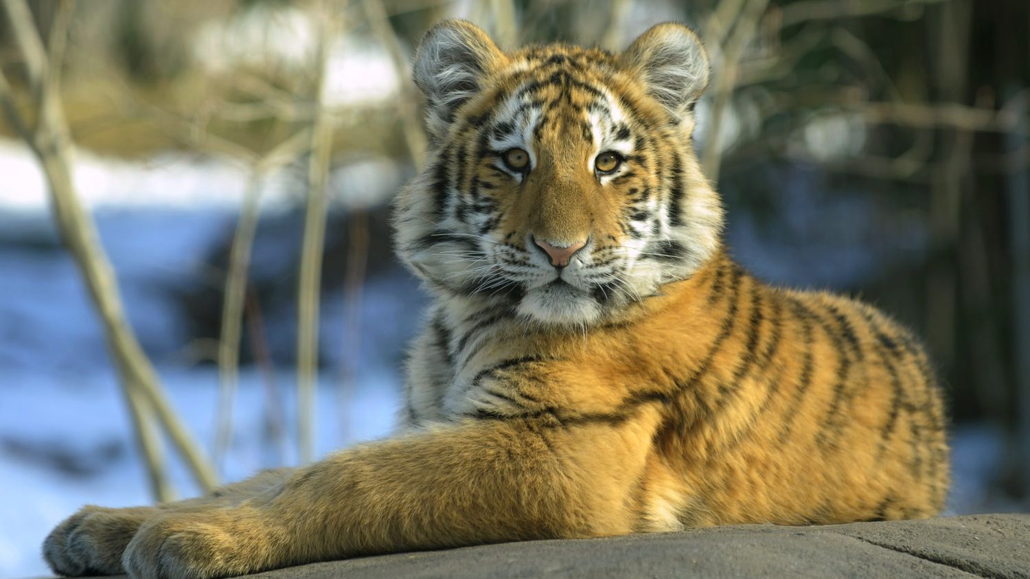 Tigre D Un Zoo Infecte Par Le Coronavirus A Ce Stade Cela Parait Vraiment Anecdotique Estime Un Veterinaire