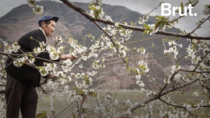 Dans le Sichuan, en Chine, le déclin d'abeilles met en péril la production de pommes et de poires. Pour ne pas avoir à louer des abeilles chez les apiculteurs, les fermiers mettent la main à la pâte.