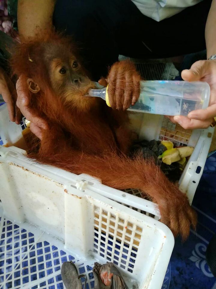 Les orangs-outangs ont été pris en charge par un&nbsp;centre de rééducation de la région. (HANDOUT / THAI NATIONAL PARK / AFP)