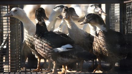 Des canards d'une exploitation des Landes, en janvier 2022.&nbsp; (GAIZKA IROZ / AFP)