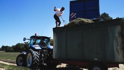 Un agriculteur récoltant de la lavande dans le sud de la France (photo d'illustration). (OLIVIER CHASSIGNOLE / AFP)