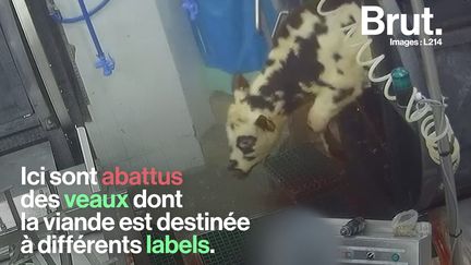 VIDEO. L214 dénonce la cruauté d'un abattoir en Dordogne avec une nouvelle vidéo choc (BRUT)