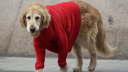 Psa besoin d'investir dans un manteau pour chien. Un vieux pull-over et hop, pr&ecirc;t &agrave; affronter le froid &agrave; Strabourg (Alsace), le 7 f&eacute;vrier 2012. #unjouruneastuce (VINCENT KESSLER / REUTERS)