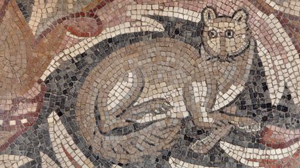 Un chat sur une mosaïque de l'église des apôtres de Madaba, en Jordanie. Les ruines de l'édifice date de 578 après JC.&nbsp; (MANUEL COHEN / MANUEL COHEN)