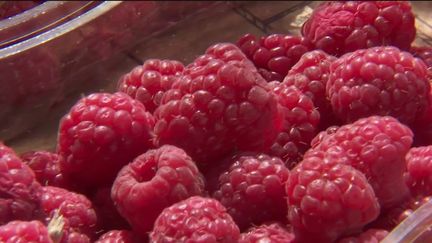 Rhône : la saison de la framboise a débuté