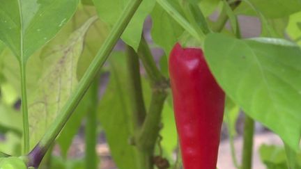 Ariège : Jean-Philippe Turpin, producteur, cultive sa passion du piment (FRANCE 3)