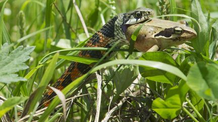 Un serpent&nbsp;Elaphe climacophora d&eacute;vore une grenouille au Japon, le 11 mai 2014. (MAXPPP)