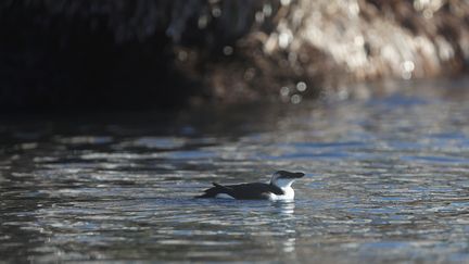 Un pingouin torda observé à Saint-Raphaël (Var), le 30 novembre 2022. (MAXPPP)