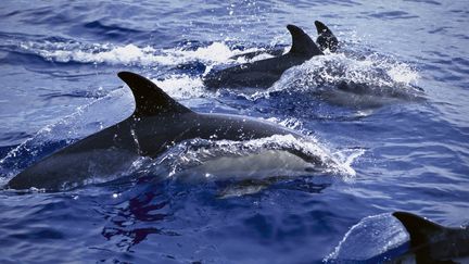 500 dauphins et baleines pilotes massacrés aux Île Féroé