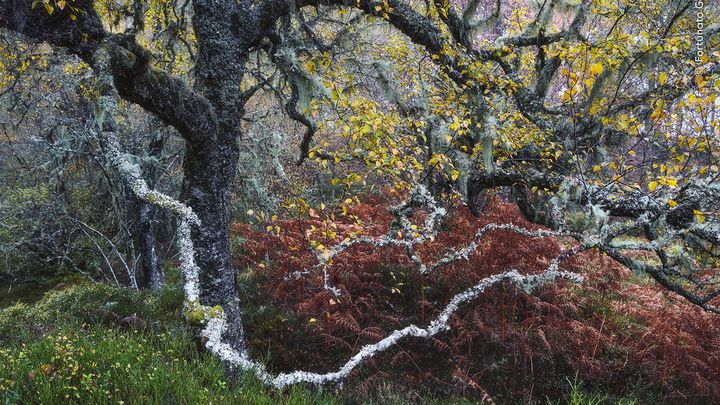 Une variété rare de lichen, surnommée "barbe de vieil homme", dans une forêt de Glenn Affric (Highlands, Ecosse). (FORTUNATO GATTO / WILDLIFE PHOGRAPHER OF THE YEAR 2024 / NHM)