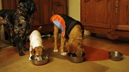 En Allemagne, au moins trois personnes ont ingéré un repas de Noël préparé avec de la pâtée pour chien le soir du 24 décembre 2015.&nbsp; (MAXPPP)