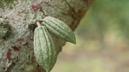 Côte d'Ivoire : les producteurs de cacao se tournent vers l'agroforesterie (France 2)