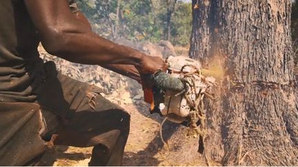 Un coupeur de bois de rose clandestin en pleine action dans la forêt casamançaise. (Capture d'écran Youtube "Les arbres saignent" par la BBC)