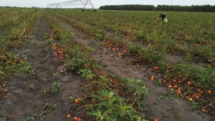 Les cueilleurs de tomates sont au rendez-vous sur la parcelle des Champs bio, à Hourtin, pour ramasser les fruits avant qu'ils ne soient irrécupérables. (CELINE AUTIN / RADIO FRANCE)