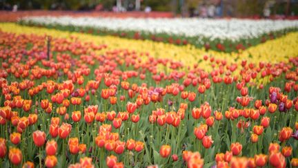 Un champ de tulipes dans un parc de&nbsp;Kunming, en Chine, le 3 mars 2021, où doit avoir lieu la COP15 sur la biodiversité. (AFP)