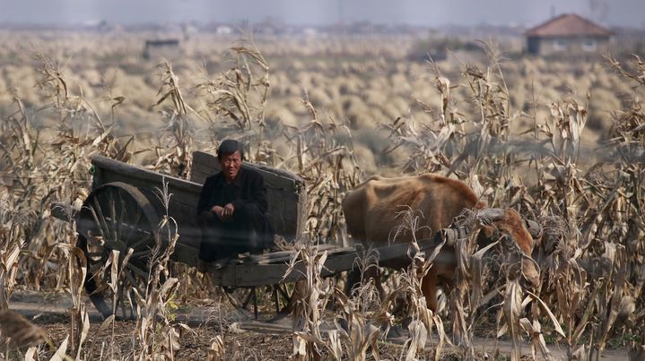 Un Nord-Cor&eacute;en sur une charrue &agrave; b&oelig;uf &agrave; Sinuiju (Cor&eacute;e du Nord),&nbsp;pr&egrave;s de la ville frontali&egrave;re chinoise de Dandong, le 24 octobre 2012. (ALY SONG / REUTERS)