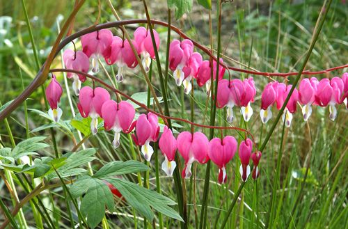 &nbsp; (Dicentra spectabilis ou "Coeur de Marie" © Fotolia)